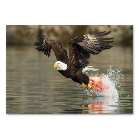 Numéro De Table Aigle à tête plate (Devant)