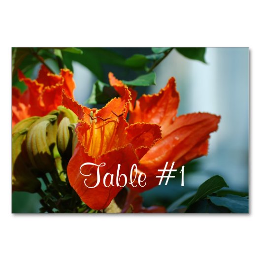 Numéro De Table Arbre à tulipe d'Afrique (Devant)