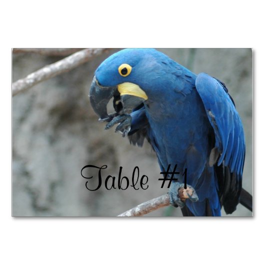 Numéro De Table Blue Hyacinth Macaw (Devant)