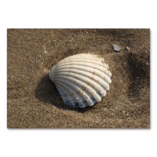 Numéro De Table Coquille de choc dans le sable (Devant)