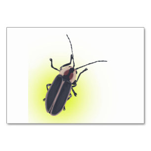 Numéro De Table Éclair, luciole, Lecture d'insectes