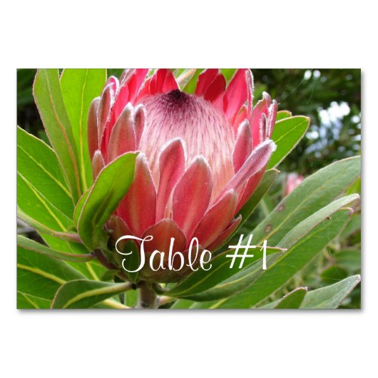 Numéro De Table Fleurs Protea (Devant)