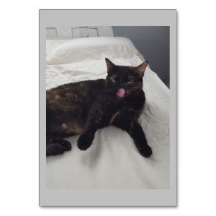 Numéro De Table Fourrure molle, Chat, Lecture Adjective