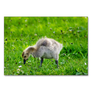 Numéro De Table Goose Gosling Canada