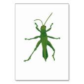Numéro De Table Grasshopper Custom Insect Reading Flashcards (Par défaut)