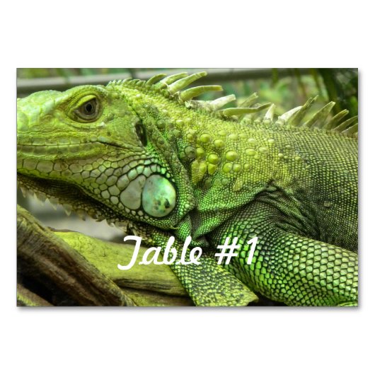 Numéro De Table Iguanas et lézards (Devant)
