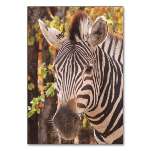 Numéro De Table Le zèbre de Burchell en Afrique avec des rayures e