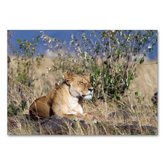 Numéro De Table Lioness resting (Dos)