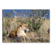 Numéro De Table Lioness resting (Devant)
