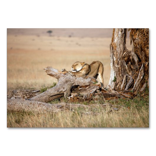 Numéro De Table Lioness stretching (Devant)