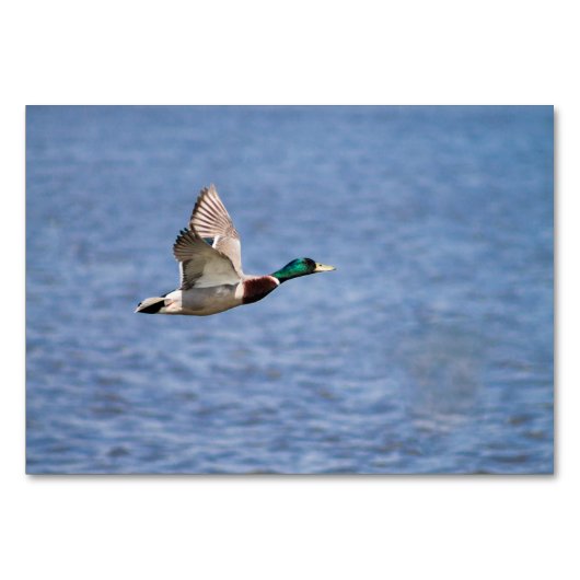 Numéro De Table Mallard Duck (Devant)