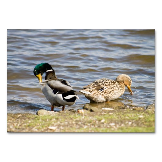 Numéro De Table Mallard Duck couple (Devant)