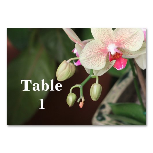 Numéro De Table Orchidées (Devant)