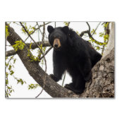 Numéro De Table Ours noir Escalade (Devant)