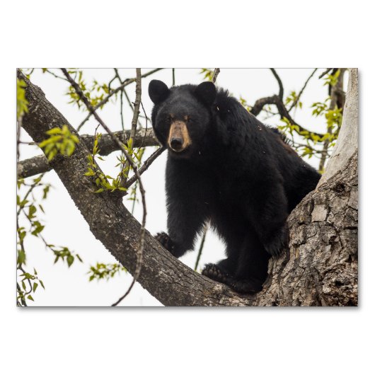 Numéro De Table Ours noir Escalade (Devant)