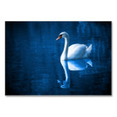 Numéro De Table Pretty white swan floating on blue lake (Devant)