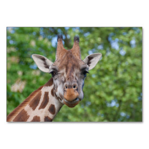 Numéro De Table Sweet Curios Giraffe