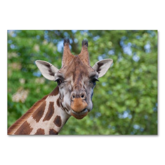 Numéro De Table Sweet Curios Giraffe (Devant)