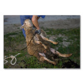 Numéro De Table Vis du mouton (Devant)