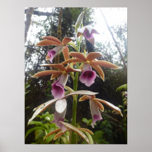 Nuns Hood Orchid Big Island Hawaii Poster