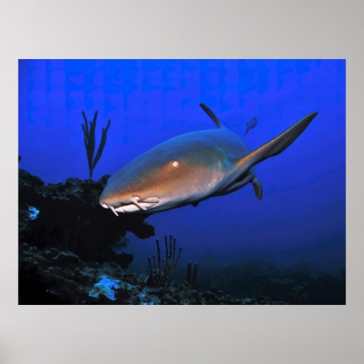 Nurse haai en de Blauwe Oceaan Poster (Voorkant)