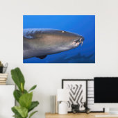 Nurse Shark Portrait Poster (Thuiskantoor)