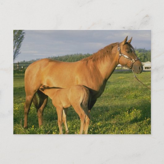 Nursing Foal Briefkaart (Voorkant)