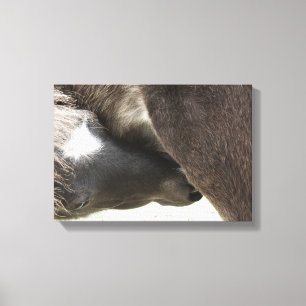 Nursing Foal Canvas Afdruk