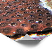 Nusa Lembongan Scorpionfish Poster (Hoek)