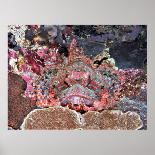 Nusa Lembongan Scorpionfish Poster