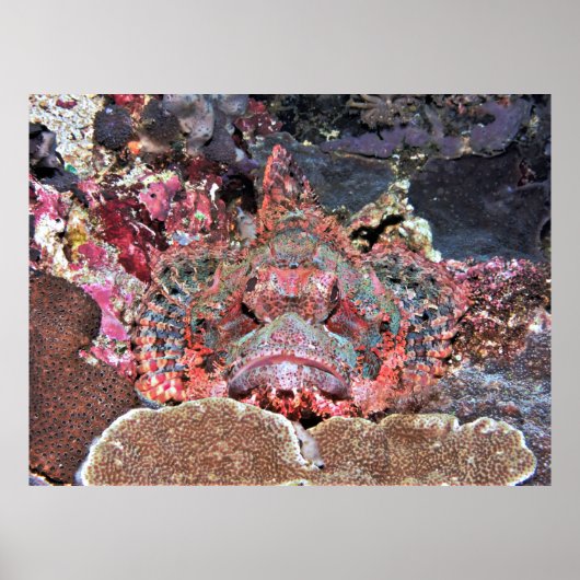 Nusa Lembongan Scorpionfish Poster (Voorkant)