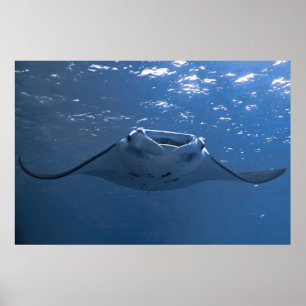 Nusa Penida Manta Poster