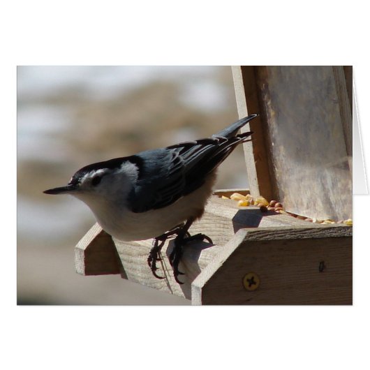 Nuthatch (Voorkant Horizontaal)