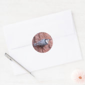Nuthatch Bird Stickers (Envelop)