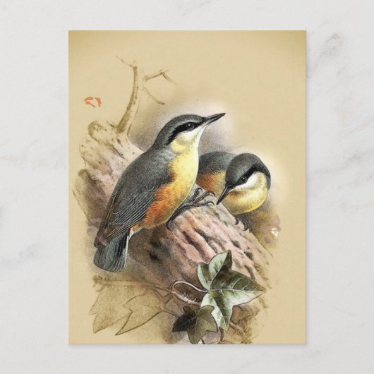  Nuthatch Birds Briefkaart (Voorkant)