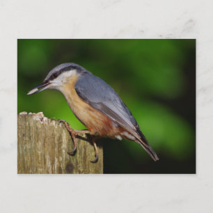 Nuthatch Briefkaart