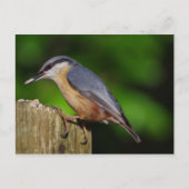 Nuthatch Briefkaart (Voorkant)