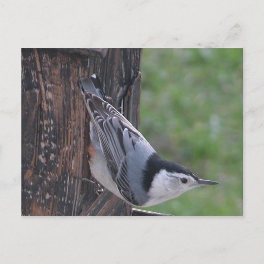 Nuthatch Briefkaart (Voorkant)