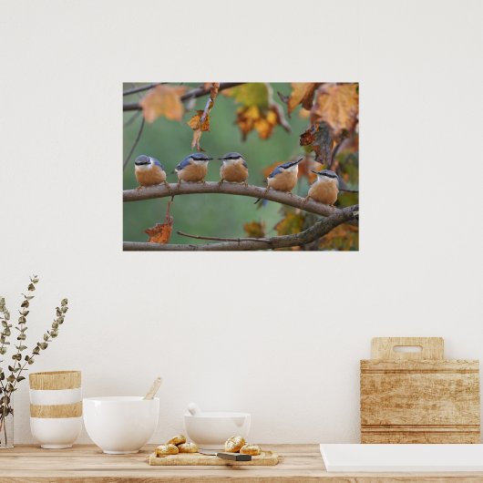 Nuthatch collage poster (Keuken)