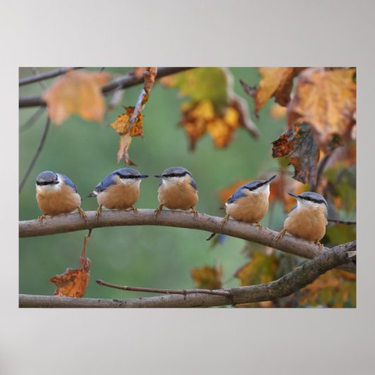 Nuthatch collage poster (Voorkant)