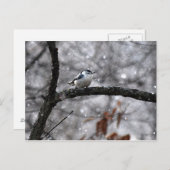 Nuthatch dans la carte postale de neige (Devant / Derrière)