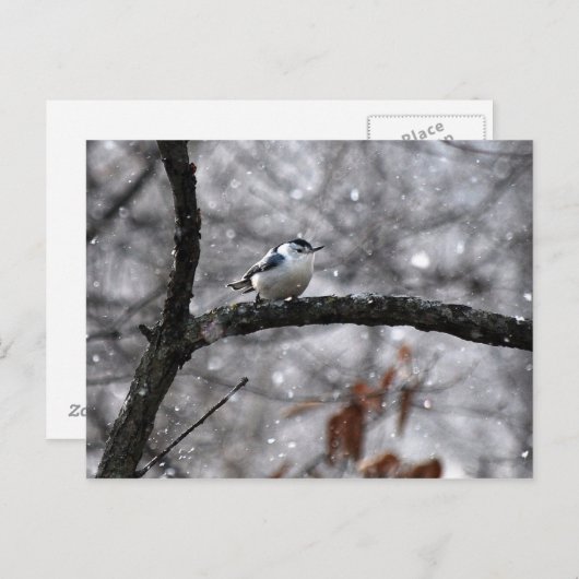 Nuthatch dans la carte postale de neige (Devant / Derrière)