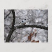 Nuthatch dans la carte postale de neige (Devant)