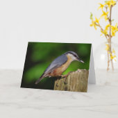 Nuthatch de Kaart van Groeten (Gele Bloem)