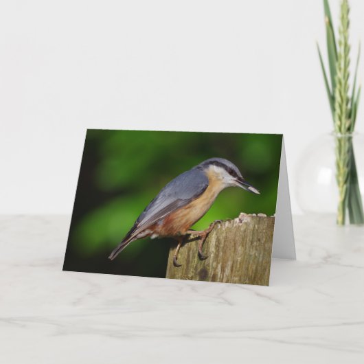 Nuthatch de Kaart van Groeten (Voorkant)
