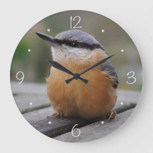 Nuthatch foto grote klok