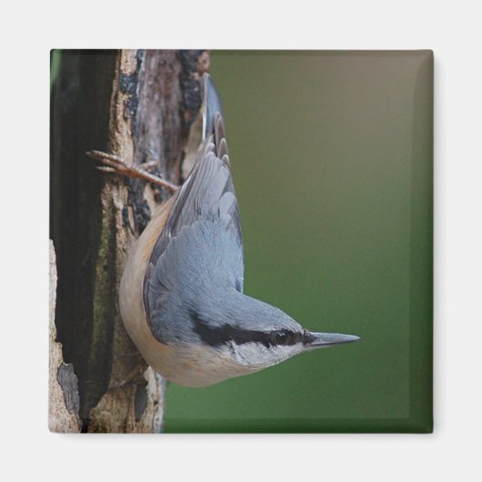 Nuthatch magneet (Voorkant)