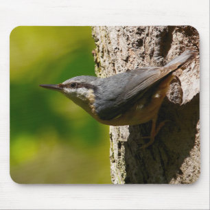 Nuthatch Muismat
