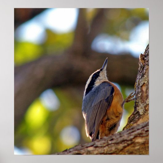 Nuthatch Poster (Voorkant)