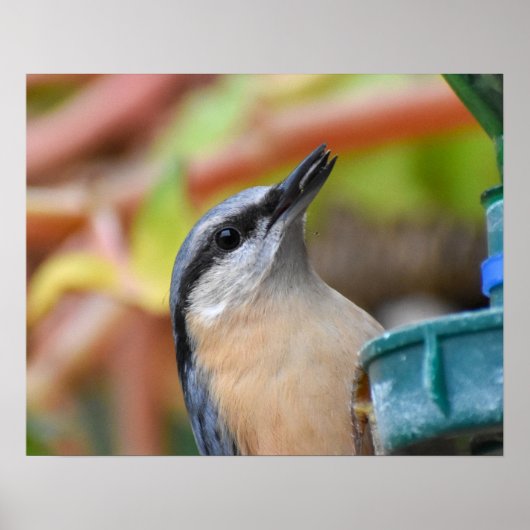 Nuthatch Poster (Voorkant)